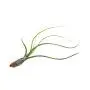 6 Pack Air Plant Assortment w/Spray Bottle / 6 Different Plant Varieties/Up to 7&quot Large/House Plant/Gifts