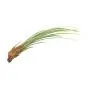 6 Pack Air Plant Assortment w/Spray Bottle / 6 Different Plant Varieties/Up to 7&quot Large/House Plant/Gifts