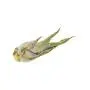6 Pack Air Plant Assortment w/Spray Bottle / 6 Different Plant Varieties/Up to 7&quot Large/House Plant/Gifts