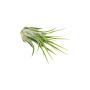 6 Pack Air Plant Assortment w/Spray Bottle / 6 Different Plant Varieties/Up to 7" Large/House Plant/Gifts