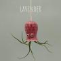 Small Hanging Octopus Air Plant Hanger