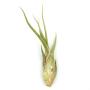 Large Assorted Live Tillandsia Air Plant Variety Set of 3-4.5"+ Inches - Live Indoor Plants for Terrariums, Hanging Planters, and Home Decor