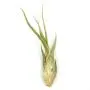 Large Assorted Live Tillandsia Air Plant Variety Set of 3-4.5&quot+ Inches - Live Indoor Plants for Terrariums, Hanging Planters, and Home Decor