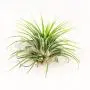 Small Air Plants - Tillandsia Ionantha - 15 Air Plants at a Great Price! for Air Plant Shop orders over $45 - Air Plant Variety