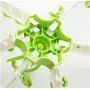 2pcs Random Color Windproof Fix Underwear Peg Adjustable Clothespin Organizer Folding Drying Rack Socks Clip Laundry Clothes Hanger 36Clip
