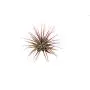 6 Pack Air Plant Assortment w/Spray Bottle / 6 Different Plant Varieties/Up to 7&quot Large/House Plant/Gifts