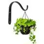 10 pcs Wall Mounted Bracket Iron Hooks - Metal Decorative Hangers for Hanging Lantern Planter Bird Feeders Coat Indoor Outdoor Rustic Home Decor, Screws Included(Black) 10 pcs Wall Mounted Bracket Iron Hooks - Metal Decorative Hangers for Hanging Lantern Planter Bird Feeders Coat Indoor Outdoor Rustic Home Decor, Screws Included(Black)