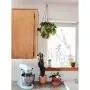 Plant Hugger Leather Plant Hanger with Brass Accents. Plant Hugger Leather Plant Hanger with Brass Accents.