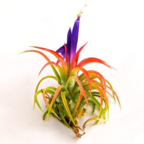 Small Air Plants - Tillandsia Ionantha Mexican- 12 Air Plants at a Great Price! - Free Shipping for Air Plant Shop orders over $45 - Air Plant Variety