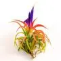 Small Air Plants - Tillandsia Ionantha - 15 Air Plants at a Great Price! for Air Plant Shop orders over $45 - Air Plant Variety