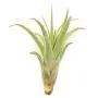Large Assorted Live Tillandsia Air Plant Variety Set of 3-4.5&quot+ Inches - Live Indoor Plants for Terrariums, Hanging Planters, and Home Decor