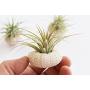 One Beautiful Air Plant Kit w. Pink Sea Urchin Nautical Gift Beach Decor Coastal 1 1/2" Tillandsia Coastal Beach Cottage Planter Wedding Favor