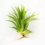 Small Air Plants - Tillandsia Ionantha - 15 Air Plants at a Great Price! for Air Plant Shop orders over $45 - Air Plant Variety