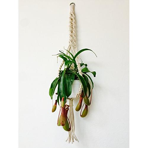 Macrame Plant Hanger