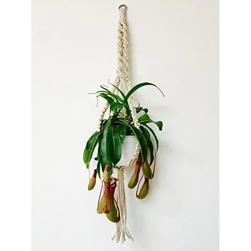 Macrame Plant Hanger Macrame Plant Hanger