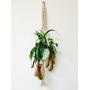 Macrame Plant Hanger