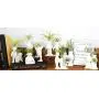 Live Tillandsia Air Plants and Air Plant Holder Complete with Ceramic&quotMans Best Friend" Air Head Person and Dog Planter, Air Plant, and Air Plant Fertilizer