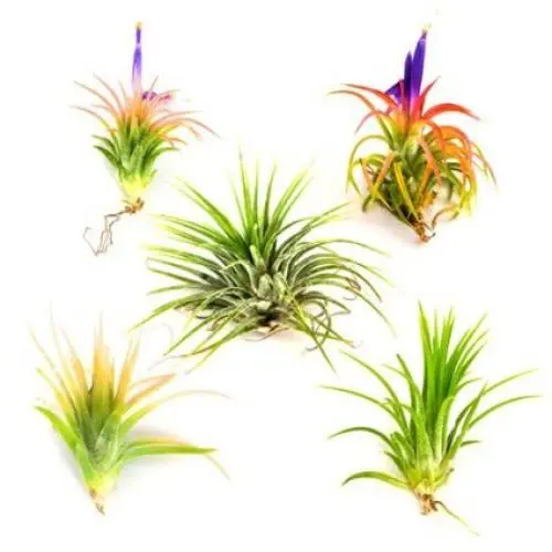 Small Air Plants - Tillandsia Ionantha - 15 Air Plants at a Great Price! for Air Plant Shop orders over $45 - Air Plant Variety