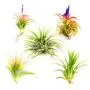 Small Air Plants - Tillandsia Ionantha - 15 Air Plants at a Great Price! for Air Plant Shop orders over $45 - Air Plant Variety