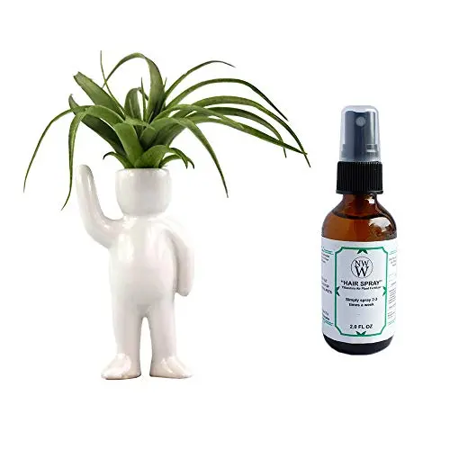 Live Tillandsia Air Plant and Air Plant Holder Complete with Ceramic&quotGreeing&quot Air Head People Planter, Air Plant, and Air Plant Fertilizer