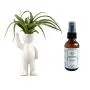 Live Tillandsia Air Plant and Air Plant Holder Complete with Ceramic&quotGreeing&quot Air Head People Planter, Air Plant, and Air Plant Fertilizer
