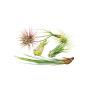 6 Pack Air Plant Assortment w/Spray Bottle / 6 Different Plant Varieties/Up to 7" Large/House Plant/Gifts