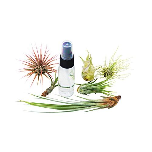 6 Pack Air Plant Assortment w/Spray Bottle / 6 Different Plant Varieties/Up to 7" Large/House Plant/Gifts