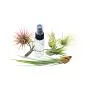 6 Pack Air Plant Assortment w/Spray Bottle / 6 Different Plant Varieties/Up to 7&quot Large/House Plant/Gifts