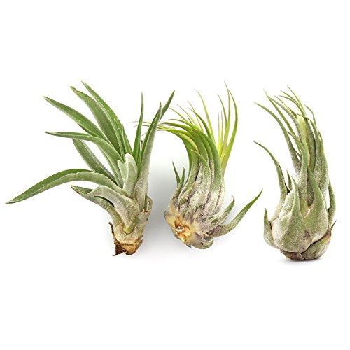 Large Assorted Live Tillandsia Air Plant Variety Set of 3-4.5"+ Inches - Live Indoor Plants for Terrariums, Hanging Planters, and Home Decor