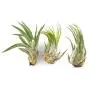 Large Assorted Live Tillandsia Air Plant Variety Set of 3-4.5&quot+ Inches - Live Indoor Plants for Terrariums, Hanging Planters, and Home Decor
