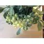 Mistletoe kissing Ball / 5 inches in diameter/Synthetic mistletoe with green and white berries/Birthday decoration/Ceiling hanger/Kissing decor/Seasonal decor/Sweetheart gift