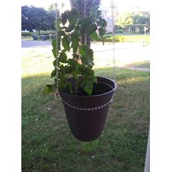 Plant Hanger - Lyra