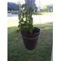 Plant Hanger - Lyra