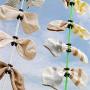 Womdee Sock Organizer for Laundry, Washing Drying Sock Laundry Helper, Clothesline Sock Storage Hangers Clothes Drying Rope Accessories for Outdoor Indoor Use