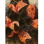 SPIDERS & WITCHES HALLOWEEN DECO MESH WITCH HAT DOOR DECOR - FREE SHIPPING - WREATH HANGER INCLUDED