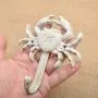 TOPBATHY 3pcs Nautical Hooks Crab sea Shell Shape Wall Hooks Coat Towel Hooks Robe Key Hat Clothes Hooks Wall Hangers Nautical Beach Coastal Wall Decorations Ornaments TOPBATHY 3pcs Nautical Hooks Crab sea Shell Shape Wall Hooks Coat Towel Hooks Robe Key Hat Clothes Hooks Wall Hangers Nautical Beach Coastal Wall Decorations Ornaments