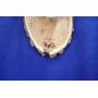 Antler Mount Kit | European Antler Kit | European Skull Mount | Deer Skull Kit | Deer Hunting | Antler Skull Mount | THIS SKULL AND ANTLERS ARE NOT INCLUDED