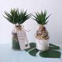 Supla 2 Pcs Textured Faux Succulent Pick, Spiky Green Haworthia Cactus,Artificial mini aloe,unpotted (green)