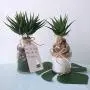 Supla 2 Pcs Textured Faux Succulent Pick, Spiky Green Haworthia Cactus,Artificial mini aloe,unpotted (green) Supla 2 Pcs Textured Faux Succulent Pick, Spiky Green Haworthia Cactus,Artificial mini aloe,unpotted (green)