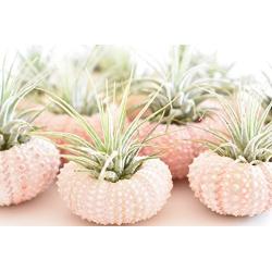 12 Pack - Beautiful Pink Sea Urchin Air Plant Kit (Tillandsia) 2" Beach Wedding and Nautical Home Decor