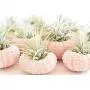 12 Pack - Beautiful Pink Sea Urchin Air Plant Kit (Tillandsia) 2" Beach Wedding and Nautical Home Decor