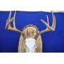 Antler Mount Kit | European Antler Kit | European Skull Mount | Deer Skull Kit | Deer Hunting | Antler Skull Mount | THIS SKULL AND ANTLERS ARE NOT INCLUDED Antler Mount Kit | European Antler Kit | European Skull Mount | Deer Skull Kit | Deer Hunting | Antler Skull Mount | THIS SKULL AND ANTLERS ARE NOT INCLUDED