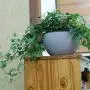 CatcherMy Hanging Basket, Cotton Rope Hanging Pylon with Water Volume Indicator, Self-Absorbing, Flower Pot Plant Holder Hanger Plant Holder for Indoor Outdoor Ceiling Balconies Wall Decoration