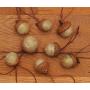 Off White Felted Acorn Ornaments with Gold Shimmer, also available without hangers
