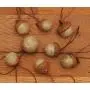 Off White Felted Acorn Ornaments with Gold Shimmer, also available without hangers