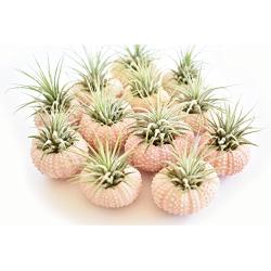 12 Pack - Beautiful Pink Sea Urchin Air Plant Kit (Tillandsia) 2" Beach Wedding and Nautical Home Decor