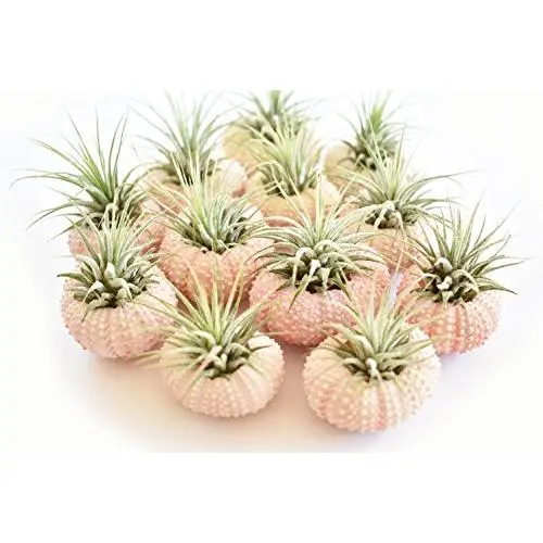 12 Pack - Beautiful Pink Sea Urchin Air Plant Kit (Tillandsia) 2" Beach Wedding and Nautical Home Decor