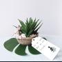 Supla 2 Pcs Textured Faux Succulent Pick, Spiky Green Haworthia Cactus,Artificial mini aloe,unpotted (green)