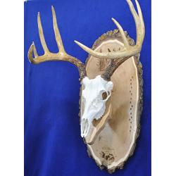 Antler Mount Kit | European Antler Kit | European Skull Mount | Deer Skull Kit | Deer Hunting | Antler Skull Mount | THIS SKULL AND ANTLERS ARE NOT INCLUDED