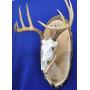 Antler Mount Kit | European Antler Kit | European Skull Mount | Deer Skull Kit | Deer Hunting | Antler Skull Mount | THIS SKULL AND ANTLERS ARE NOT INCLUDED